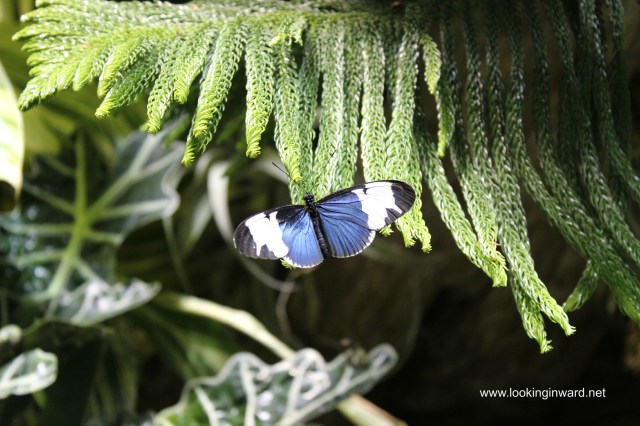 Colors of the Butterfly