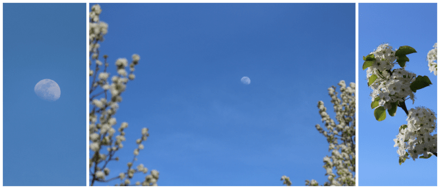 Cherry Blossoms Collage 4