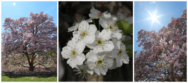 Cherry Blossoms Collage 5