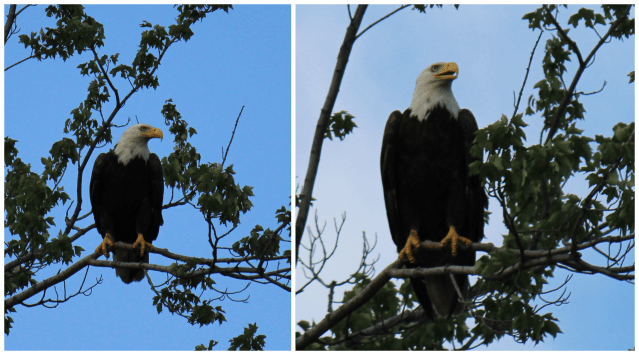 American Bald Eagle