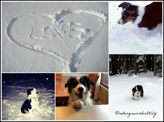 Dakota Snow Collage