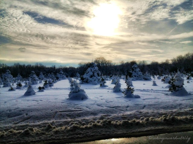 Winter Trees Blog