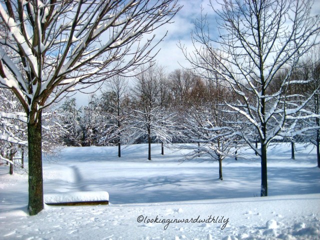 Winter Wonderland 1